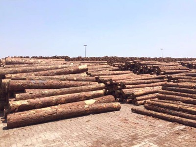 原產地供應淮安優質4.5米落葉松原木——蘇州木已成舟木材銷售